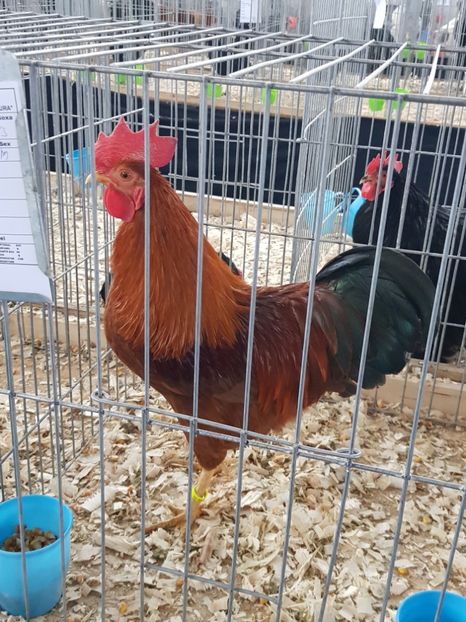  - u EXPO As PAJURA-Expo Hotarele Dec 2018