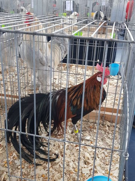  - u EXPO As PAJURA-Expo Hotarele Dec 2018