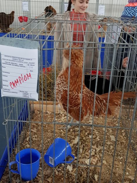  - u EXPO As PAJURA-Expo Hotarele Dec 2018