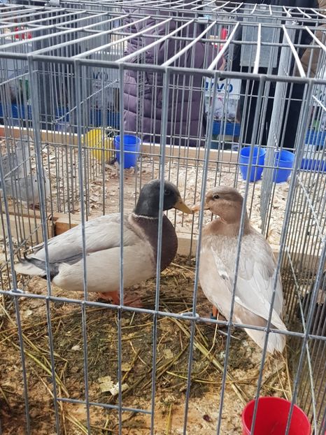  - u EXPO As PAJURA-Expo Hotarele Dec 2018