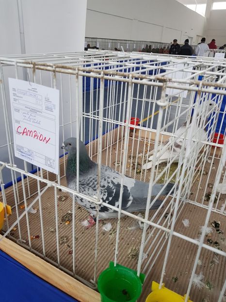  - u EXPO As PAJURA-Expo Hotarele Dec 2018