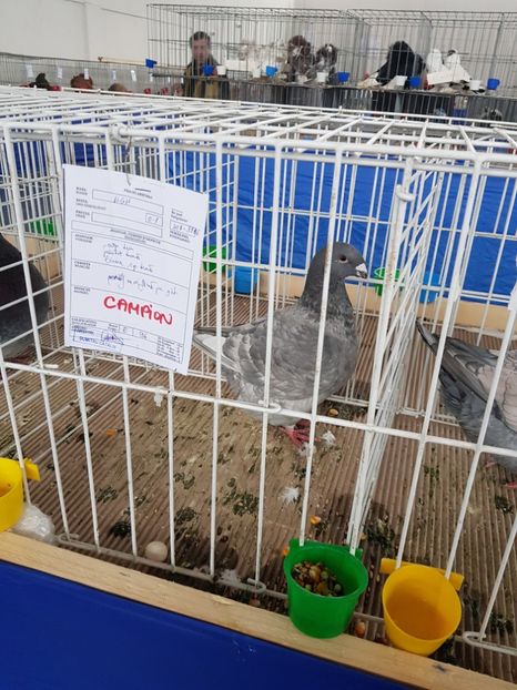  - u EXPO As PAJURA-Expo Hotarele Dec 2018