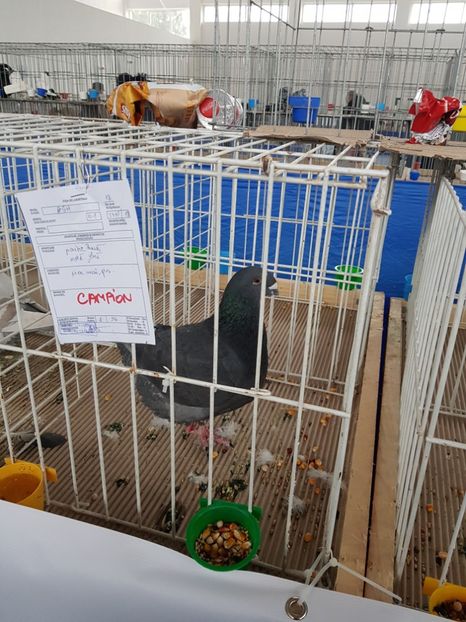  - u EXPO As PAJURA-Expo Hotarele Dec 2018