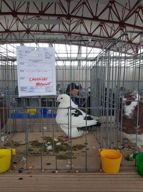  - u EXPO As PAJURA-Expo Hotarele Dec 2018