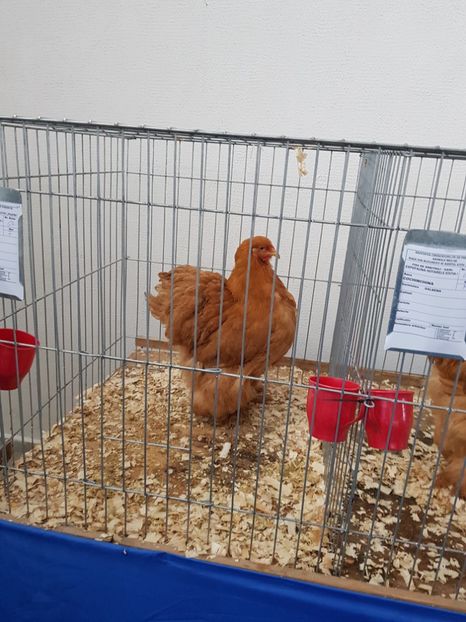  - u EXPO As PAJURA-Expo Hotarele Dec 2018