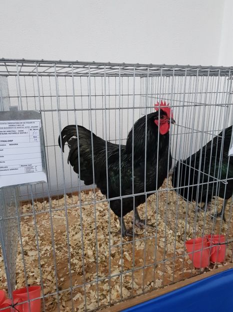  - u EXPO As PAJURA-Expo Hotarele Dec 2018