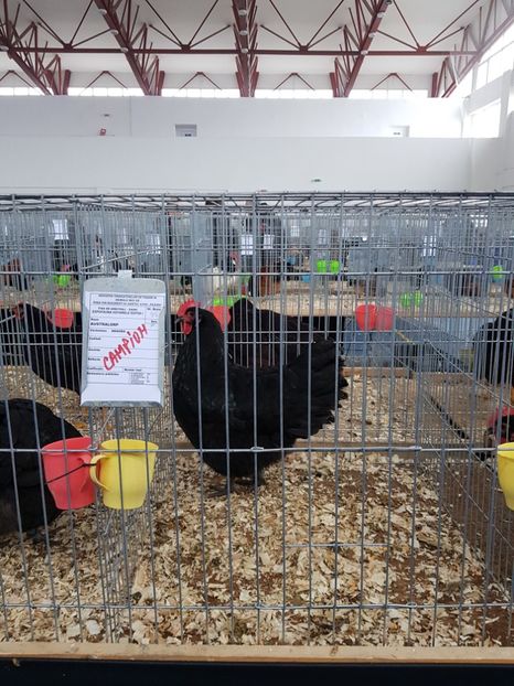  - u EXPO As PAJURA-Expo Hotarele Dec 2018