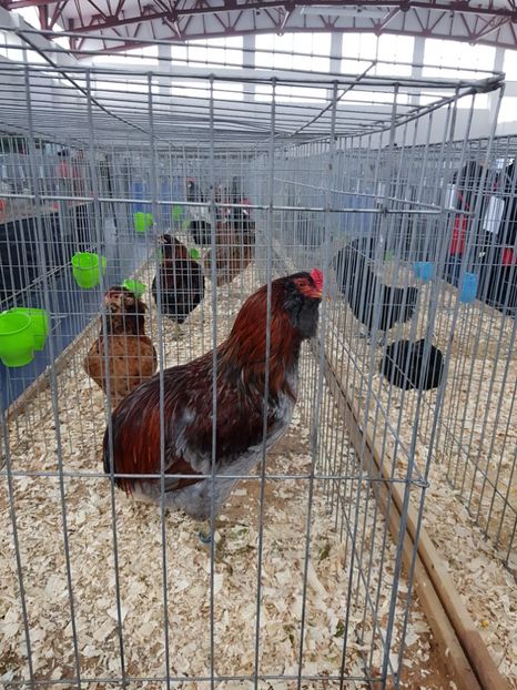 - u EXPO As PAJURA-Expo Hotarele Dec 2018