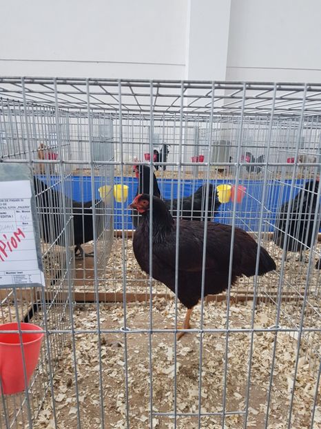  - u EXPO As PAJURA-Expo Hotarele Dec 2018