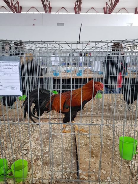  - u EXPO As PAJURA-Expo Hotarele Dec 2018