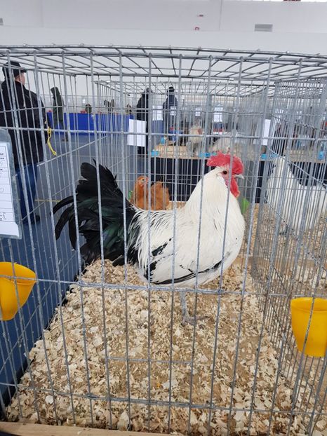  - u EXPO As PAJURA-Expo Hotarele Dec 2018