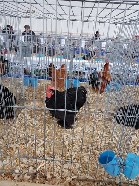  - u EXPO As PAJURA-Expo Hotarele Dec 2018