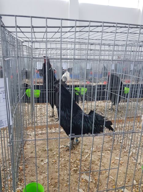  - u EXPO As PAJURA-Expo Hotarele Dec 2018