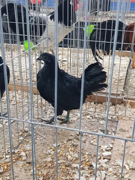  - u EXPO As PAJURA-Expo Hotarele Dec 2018