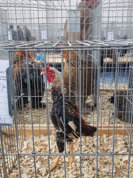  - u EXPO As PAJURA-Expo Hotarele Dec 2018