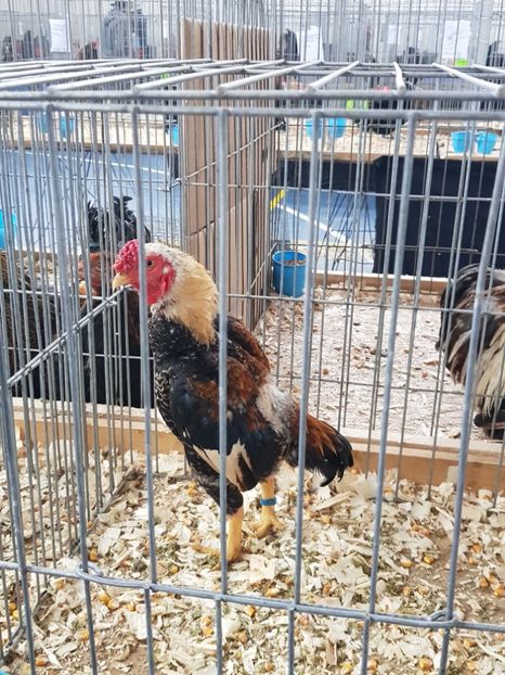  - u EXPO As PAJURA-Expo Hotarele Dec 2018
