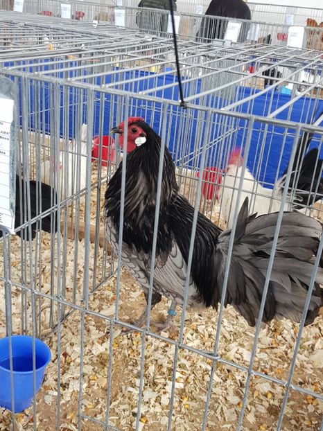 - u EXPO As PAJURA-Expo Hotarele Dec 2018