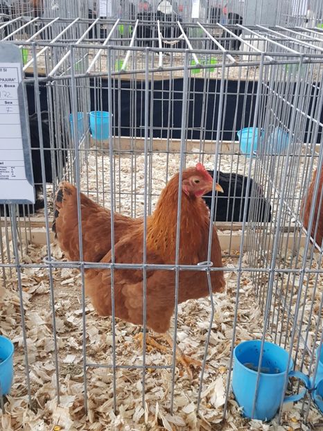  - u EXPO As PAJURA-Expo Hotarele Dec 2018