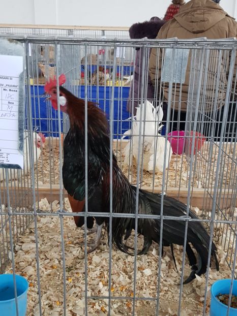  - u EXPO As PAJURA-Expo Hotarele Dec 2018