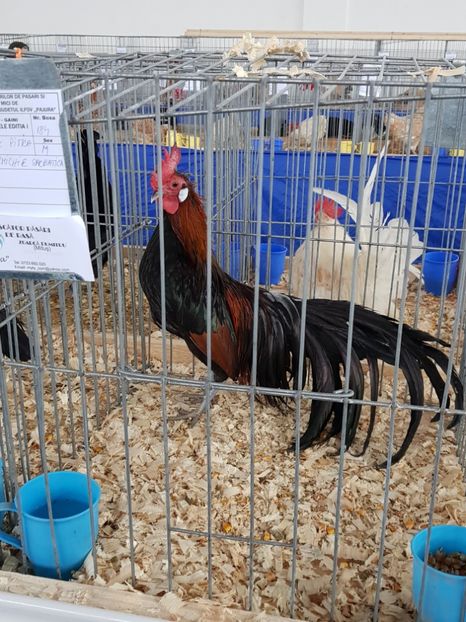  - u EXPO As PAJURA-Expo Hotarele Dec 2018