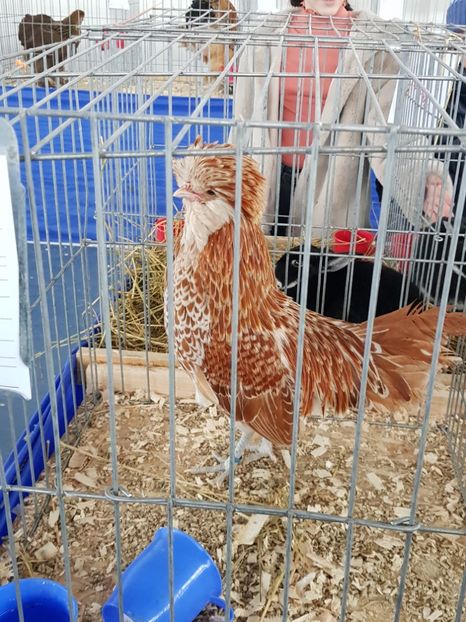  - u EXPO As PAJURA-Expo Hotarele Dec 2018