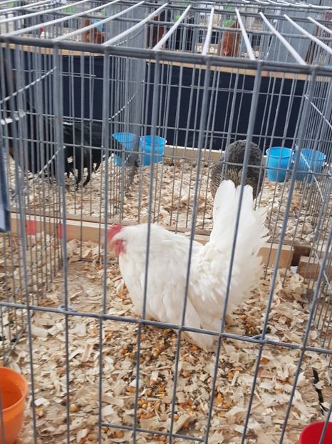  - u EXPO As PAJURA-Expo Hotarele Dec 2018