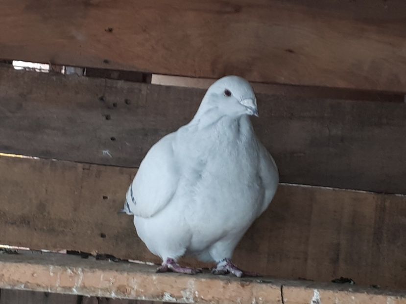 Vândută F 16 - De Vanzare