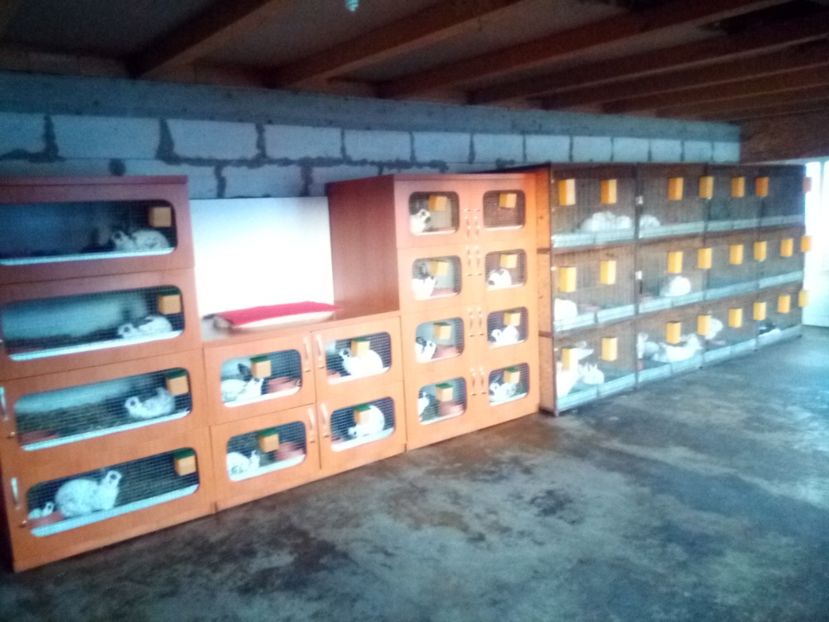  - 0-CUSTI si ADAPOSTUL