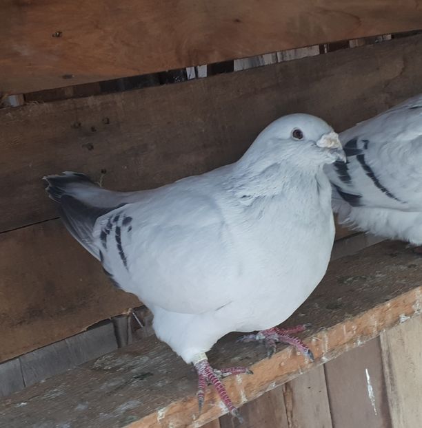 M 2015 ...19... - 2 Masculi pentru 2019