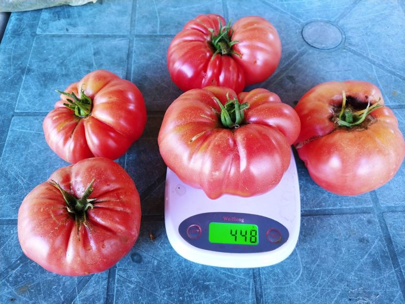 CHINESE GIANT (10) - CHINESE GIANT-2018