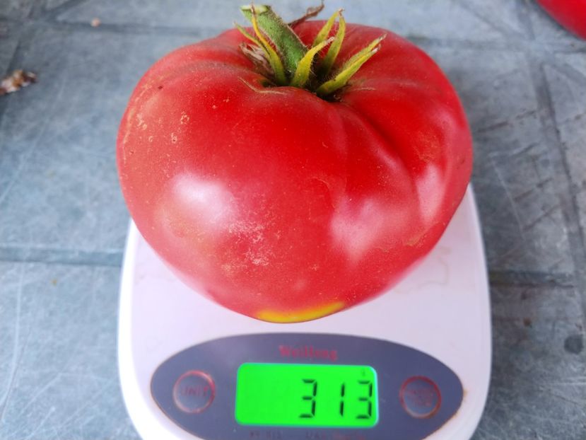 CHINESE GIANT (41) - CHINESE GIANT-2018