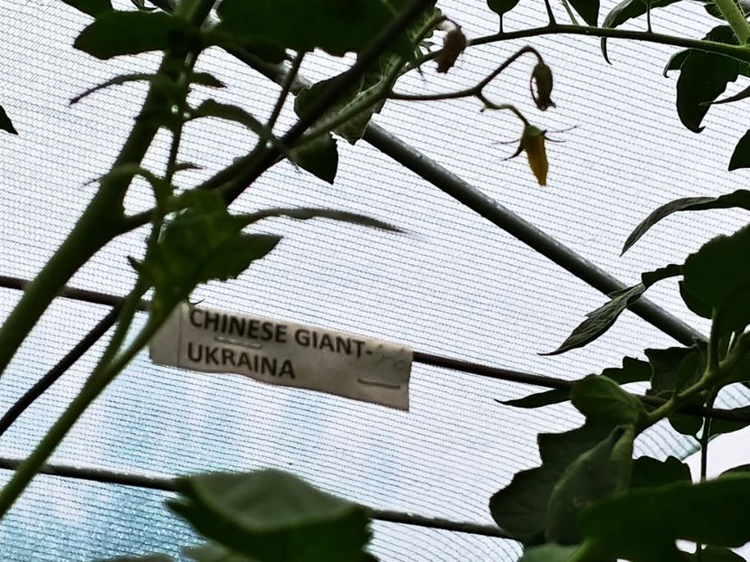 CHINESE GIANT (42) - CHINESE GIANT-2018