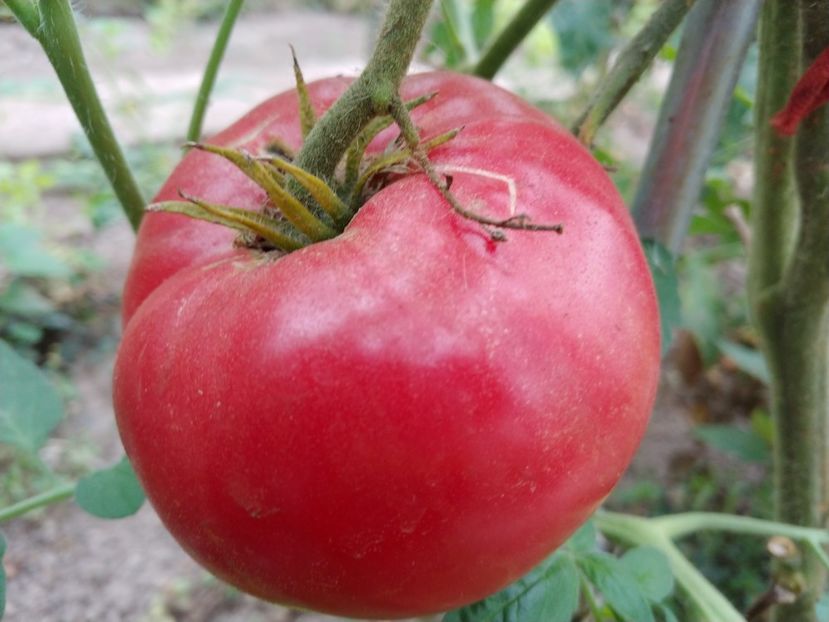 CHINESE GIANT (46) - CHINESE GIANT-2018