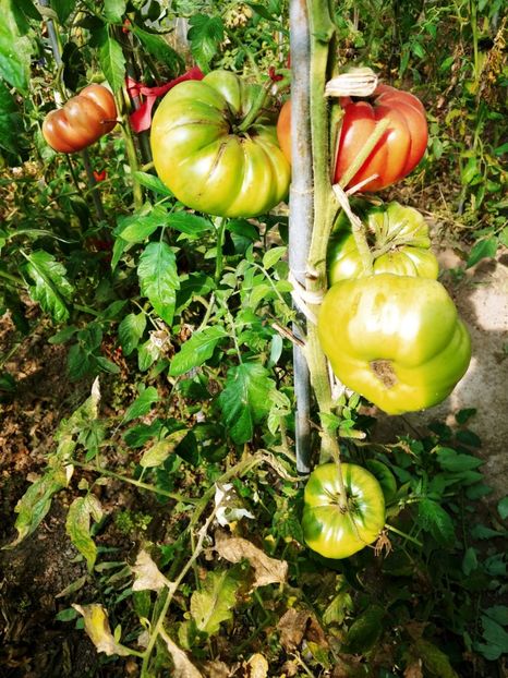 CHINESE GIANT (54) - CHINESE GIANT-2018