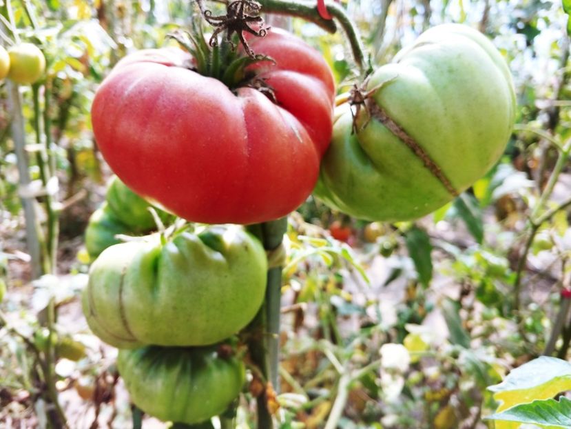 CHINESE GIANT (56) - CHINESE GIANT-2018