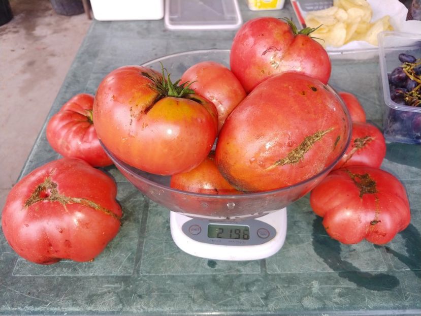 CHINESE GIANT (59) - CHINESE GIANT-2018