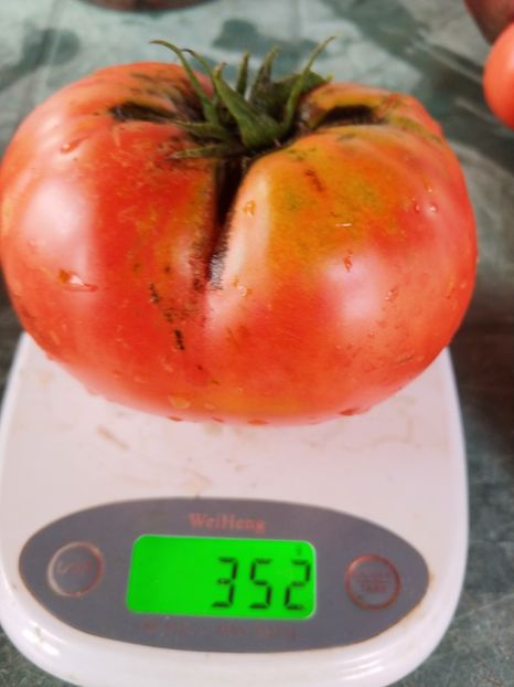 CHINESE GIANT (62) - CHINESE GIANT-2018