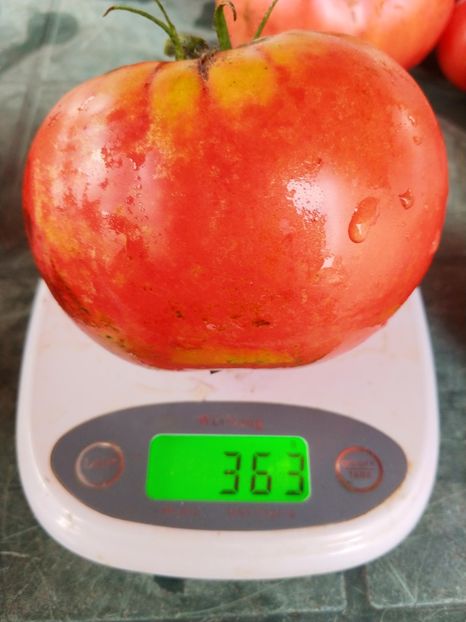 CHINESE GIANT (64) - CHINESE GIANT-2018