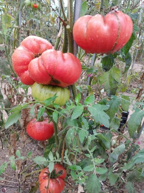 CHINESE GIANT (71) - CHINESE GIANT-2018