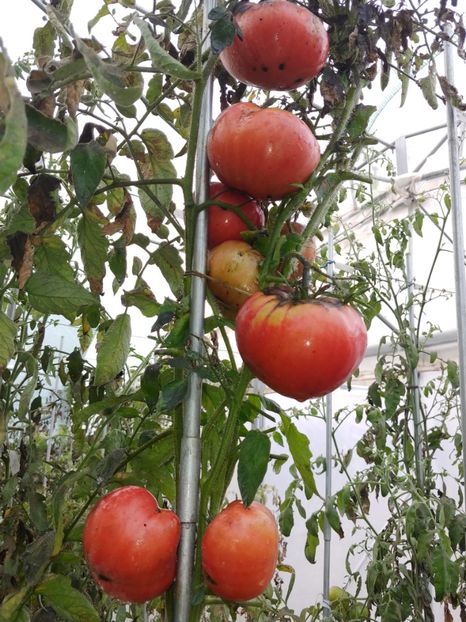 CHINESE GIANT (74) - CHINESE GIANT-2018