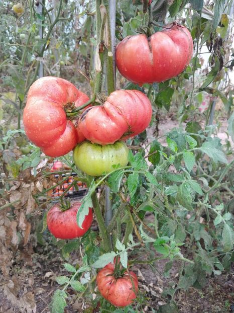 CHINESE GIANT (75) - CHINESE GIANT-2018