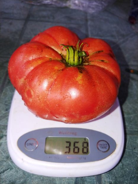 CHINESE GIANT (82) - CHINESE GIANT-2018