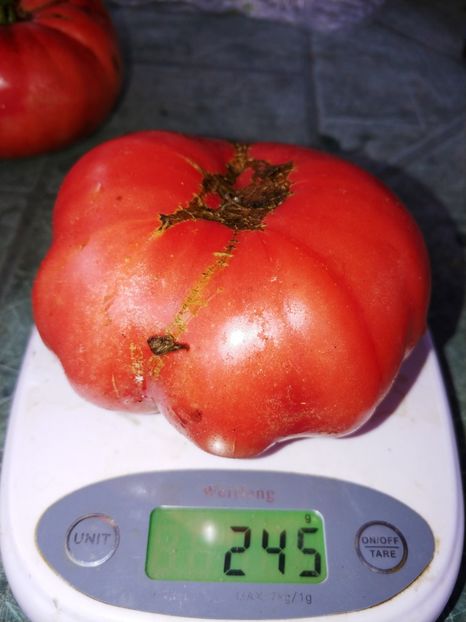 CHINESE GIANT (83) - CHINESE GIANT-2018