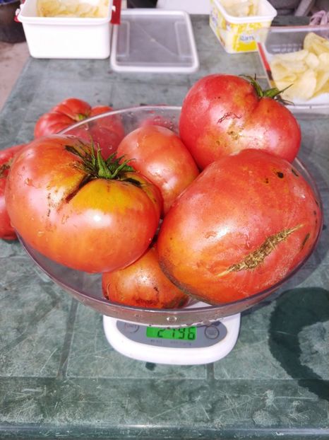 CHINESE GIANT (86) - CHINESE GIANT-2018