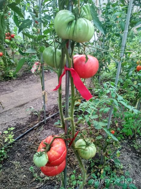 CHINESE GIANT (98) - CHINESE GIANT-2018