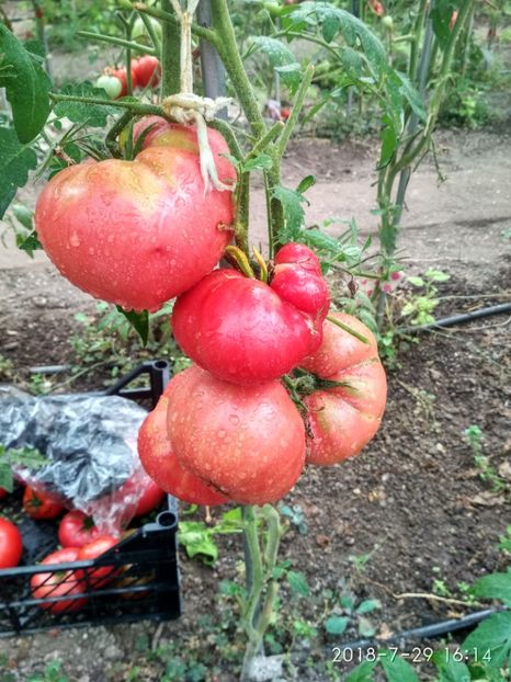 CHINESE GIANT (99) - CHINESE GIANT-2018