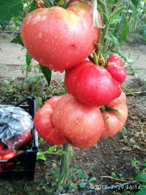 CHINESE GIANT (101) - CHINESE GIANT-2018