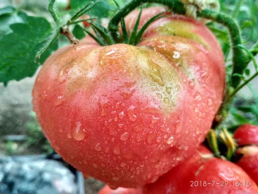 CHINESE GIANT (102) - CHINESE GIANT-2018