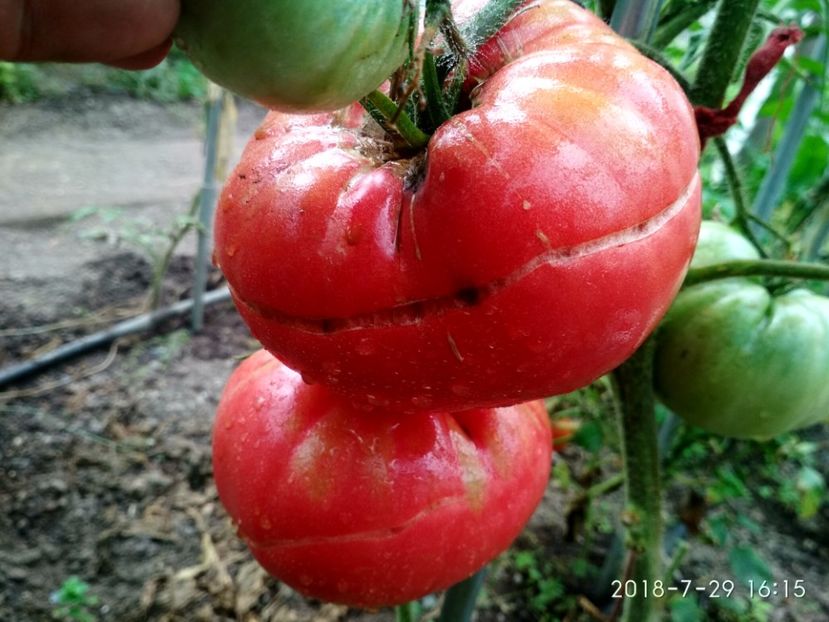 CHINESE GIANT (104) - CHINESE GIANT-2018