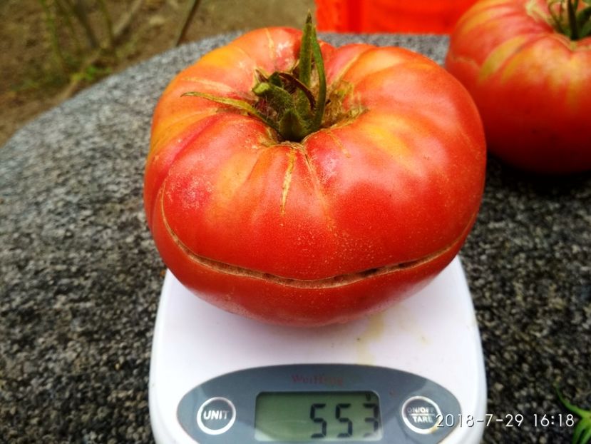 CHINESE GIANT (108) - CHINESE GIANT-2018